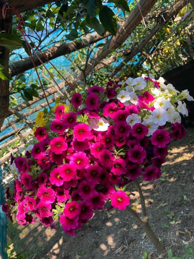 Il Limoneto Di Teresa Amalfi Coast Appartement Maiori Buitenkant foto