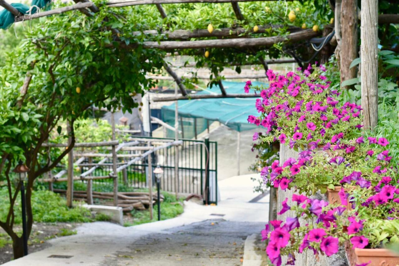 Il Limoneto Di Teresa Amalfi Coast Appartement Maiori Buitenkant foto